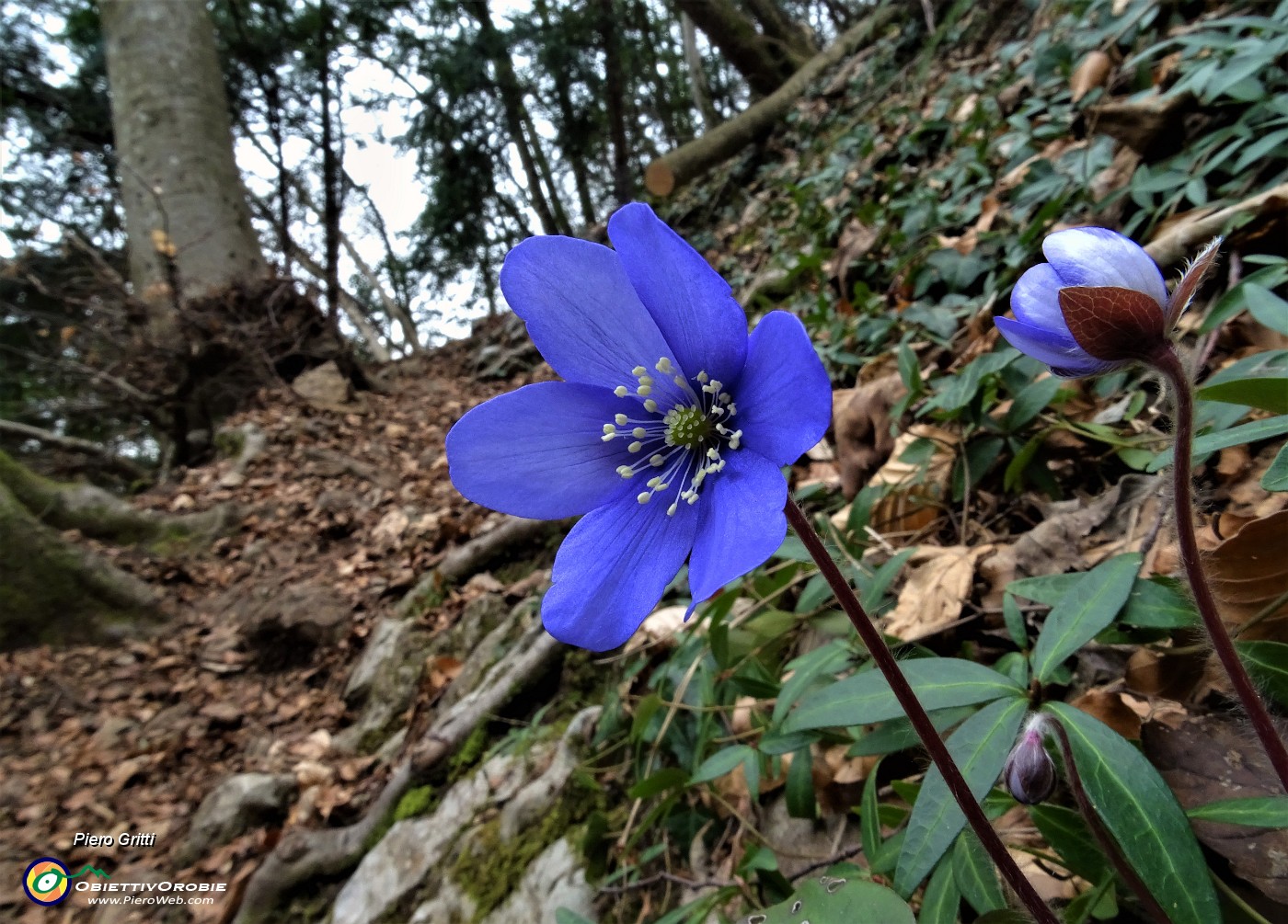 22 Anemone epatica (Hepatica nobilis).JPG